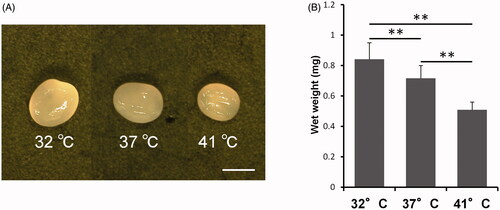 Figure 1. Macroscopic observation and wet weight. (A) Representative photograph of the generated pellets cultured at 32 °C, 37 °C, and 41 °C for 21 days. Scale bar, 1 mm, magnification ×50. 32 °C: n = 5, 37 °C: n = 4, 41 °C: n = 5. (B) Wet weight of the pellets cultured at 32 °C, 37 °C, and 41 °C for 21 days. Values represent the means and standard deviations. **p < 0.01, n = 12.