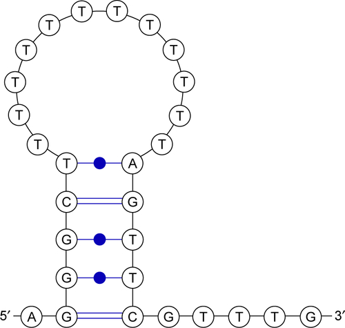 Figure S1 Secondary structure of H63 SL-2 M6 aptamer.