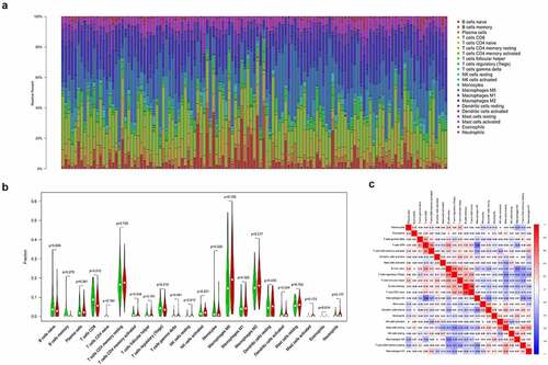 Figure 8. Immune cell infiltration analysis. (a) Distributed histogram of 22 immune cell types. (b) Violin plot comparing immune cell infiltration between the two groups. (c) Correlation heatmap of 22 immune cell types