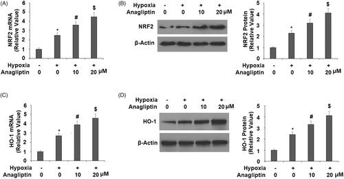 Figure 7. Anagliptin regulates the expression of NRF2 and HO-1. Cells were pretreated with anagliptin (10, 20 μM) for 6 h. Then, cells were subjected to hypoxia for 24 h. (A) mRNA levels of NRF2; (B) protein levels of NRF2; (C) mRNA levels of HO-1; (D) protein levels of HO-1 (*, #, $, P < .01 vs. previous group).