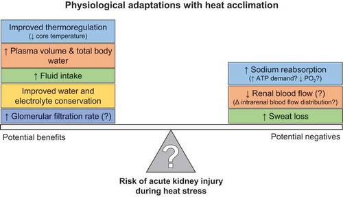 Figure 7. Potential beneficial (on left) and deleterious (on right) adaptations with heat acclimation that may modify the risk of acute kidney injury during heat stress