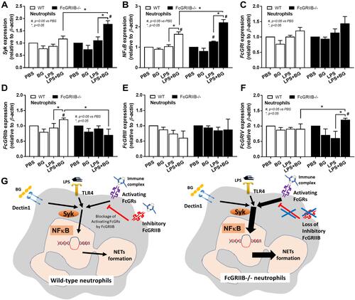 Figure 11 Characteristics of neutrophils from wild-type (WT) and FcGRIIB-/- mice after the 2 h activation by phosphate buffer solution (PBS) or (1→3)-β-D-glucan (BG) or lipopolysaccharide (LPS) or LPS with BG (LPS+BG) as determined by the gene expression of Spleen tyrosine kinase (Syk) (A), Nuclear factor kappa B (NFκB) (B) and activating FcGRs (FcGRI, FcGRIII, FcGRIV) and inhibitory FcGRIIB (C–F) are demonstrated. All experiments were independently performed in triplicate. Additionally, the proposed hypothesis (G) indicates a possible difference in NETs formation between WT and FcGRIIB-/- neutrophils that proposes Syk as a common downstream signaling of TLR-4, Dectin-1 and activating-FcGRs that could be partly blocked by the inhibitory FcGRIIB. #p < 0.05 vs WT + PBS; *p < 0.05.