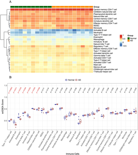 Figure 3 Analysis of immune cell infiltration in aortic dissection (AD) and control samples. (A) Heatmap showing the distribution of 28 immune cell in AD and control samples. The row means the type of immune cells, and the column corresponds to each sample. Red and blue represent high and low expression, respectively. (B) Box plot showing the difference of immune cell levels between AD and control group. Wilcoxon test was used, and P was corrected by false discovery rate (FDR). The red colored p values highlight the immune cells (type 17 T helper cell, activated B cell, eosinophil, gamma delta T cell, immature B cell, natural killer cell, CD56dim natural killer cell) that were significantly infiltrated between AD and control samples.