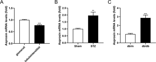 Figure 2 Expression of asprosin in kidney tissue from DKD mouse models. (A) mRNA expression of asprosin in glomeruli and tubulointerstitial tissue. mRNA expression of asprosin in kidney from Stz-induced diabetic (B) and db/db mice (C). Data shown as means and SD, n=6 mice per group. ***P<0.001, **P<0.01.