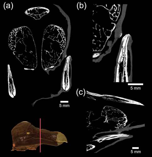 Figure 3. Ortho slices through the Oxford Dodo derived by X-ray CT scanning together with rendered 3D model (inset) showing position of coronal section. (a) Coronal section through the rostrum showing calcified tissue within the skin. Magnified views of this mineralised soft tissue are shown in (b) coronal section and (c) transverse section. Calcified tissue is also seen in an equivalent position in the detached skin of the left-hand side of the skull