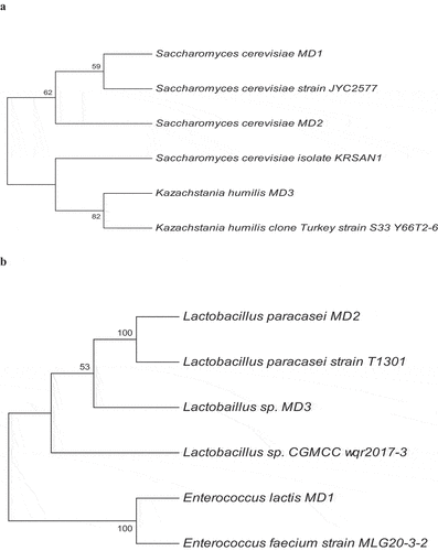 Figure 1. Phylogenetic tree analysis of yeast and lactic acid bacteria (LAB) isolates. a) Phylogenetic tree of yeasts isolates b) Phylogenetic tree of LAB isolates.