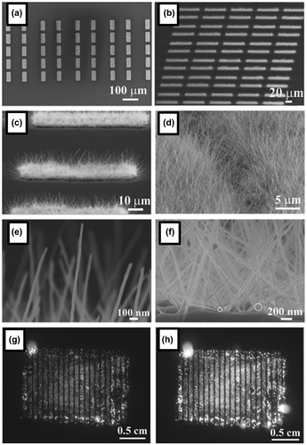 Figure 7. (a) SEM image of crystalline boron nanowire patterns. (b) Side view SEM image of uniform boron nanowire patterns. (c), (d) Side view SEM image of boron nanowires at the edge and at the inner portion of the pattern. (e), (f) SEM images of the tip and the end of boron nanowires. The white circles indicate the catalysts’ sites. (g), (h) Field emission images of patterned boron nanowires at a current density of 1.4 mA/cm2 and 2.1 mA/cm2. Reproduced from Ref. [Citation129] by permission of John Wiley & Sons Ltd.