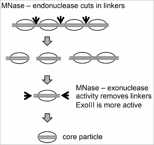 Figure 2. Digestion of chromain by MNase and ExoIII. Adapted from Fig. 1 in Citation1.