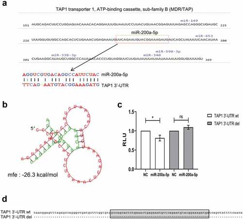 Figure 3. Identification of miR-200a-5p interaction with the 3ʹ-UTR of TAP1.