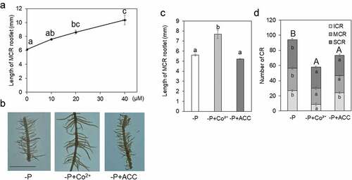 Figure 2. Cluster roots (CRs) influenced by reagent related to ethylene.