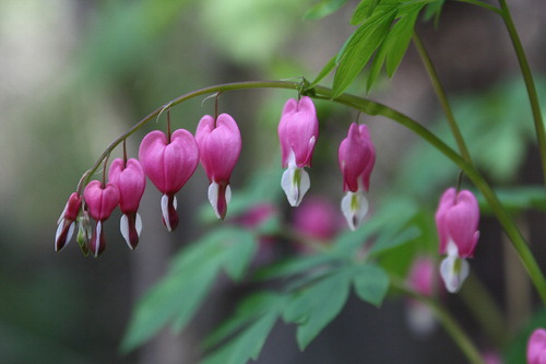 Fig. 1. Lamprocapnos spectabilis. The flower resembles conventional heart shape. Published with permission by Su Young Jung of Korea Forest Service (colour version of this figure can be found in the online version at www.informahealthcare.com/ctx).