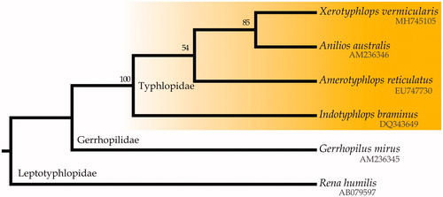 Figure 1. The maximum-likelihood tree based on the mitogenomes of Xerotyphlops vermicularis and all other available scolecophidians. Numbers next to nodes indicate bootstrap support values.