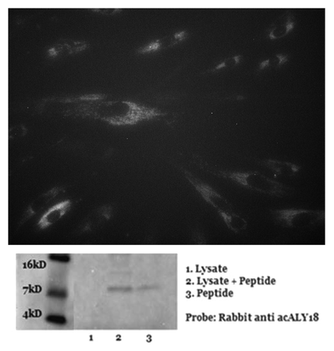 Figure 3. Administration of acALY18 directly to fibroblasts localizes to the cytosol of the cells and appears to form a tetramer. (A) Primary human fibroblasts were treated with 50 nM acALY18-AlexaFluor594 showing intracellular distribution (40× magnification). (B) Exogenously added acALY18 detected by western appears as a tetramer (~8 kDa).