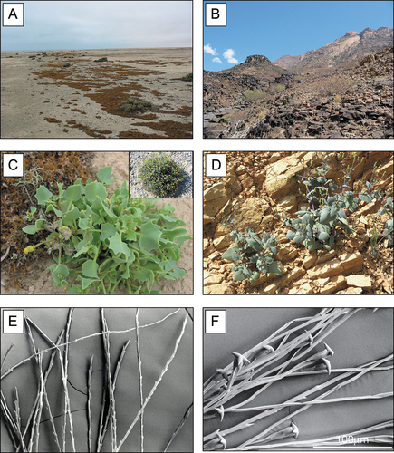 Figure 2. Habitat, phenotypes and pappus hairs of Senecio englerianus and S. flavus. (A) Gravelly coastal habitat of S. englerianus in the hyper-arid Central Namib Desert (near Swakopmund, population 3; see Table 1), associated with fruticose lichens (e.g. Teloschistes capensis) and Pencil Bush (Arthraerua leubnitziae, Amaranthaceae; see also Jürgens et al. Citation2013). (B) Rocky outcrop habitat of S. flavus in the (semi-)arid Nama-Karoo (near Keetmanshoop, ca. 500 km south of Windhoek); here, the species is known to occur (B. Nordenstam, pers. comm.; see also Figure 1B), but was not found there during field work in April 2005. (C) Individual of S. englerianus near Swakopmund (population 3); the insert shows a large, cushion-forming individual from the same area (population 4) with more than a single year’s growth. (D) Individual of S. flavus from south-western Morocco/Anti-Atlas. (E) Non-fluked (‘typical’) pappus hairs of S. englerianus, with forward-pointing teeth. (F) Connate-fluked pappus hairs of S. flavus, with grappling-hook-like appendages (reproduced from Coleman et al. Citation2003, with permission from Wiley & Sons, UK, 2 December 2021). Photographs by Joseph J. Milton (A – C), Jean-Paul Peltier (D; CC BY-NC 4.0), and Max Coleman (E,F).