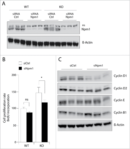 Figure 6. Pten deletion-induced proliferation in MEFs with hyperactive mTOR requires Npm1. (A) Exponentially growing MEFs were transfected with specific Npm1 or control GFP (Ctrl) siRNAs. 24 hours after transfection with 50 nM Npm1 and Ctrl GFP siRNAs, whole-cell extracts were prepared and protein gel blot was performed using antibodies against Npm1 and β-Actin for loading control. (B) Npm1 depletion reverses Pten-loss induced hyper-proliferation of MEFs with hyperactive mTOR signaling. Wild-type and inactivated MEFs for Pten were plated at a respective density of 17,5 × 103 and 7,5 × 103 cell per well into a 96-wells plate and were transfected 1 day later with either Npm1 and Ctrl GFP siRNAs. After 24 hours, medium was changed and the cell proliferation was assayed by using the BrdU reagent according to the Material and Methods. (C) Npm1 silencing decreased the upregulated Cyclin D1 protein level induced by Pten inactivation. MEFs deleted for Pten were transfected as above and total protein lysate of equal numbers of cells were subjected to Western blot analysis with antibodies to cyclin D1, cyclin D2, cyclin E, and cyclin B1. β-Actin levels are shown as a loading control. (n = 3) *p < 0.05.