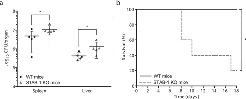 Figure 3. STAB-1 has a protective role against Lm infection. (a) Quantification of viable bacteria in spleens and livers recovered from WT and STAB-1 KO mice, 3 d after intravenous infection with 5 × 105 CFU of Lm. Data are presented as scatter plots, each animal is represented by a dot and the mean is indicated by a horizontal line. (b) WT and STAB-1 KO mice survival after intravenous inoculation of 105 CFU of Lm (n = 5). *p < 0.05