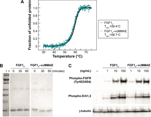 Figure 3 FGF1V–vcMMAE conjugate characteristics.