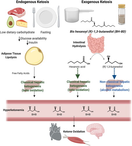 Figure 1. Metabolic pathways involved in endogenous and exogenous ketosis. Endogenous ketosis increases lipolysis, classical hepatic ketogenesis, hyperketonemia and ketone oxidation. Exogenous ketosis with BH-BD consumption, as either a ready to drink beverage or a powder, involves intestinal hydrolysis of BH-BD, classical and non-classical hepatic ketogenesis, hyperketonemia and ketone oxidation. Abbreviations: BHB, beta-hydroxybutyrate; BH-BD, bis hexanoyl (R)-1,3-butanediol. Modifed from Crabtree et al. (Citation11) and created using BioRender.com.