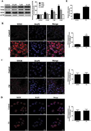 Figure 3. Cd induces nuclear translocation of TFE3 in MSCs. (a) MSCs cells were treated with various concentrations of Cd for 24 h, and the protein levels of the MITF/TFE family were analyzed by western blotting. ACTB was used as a loading control. Immunofluorescence of MSCs incubated with antibodies to TFE3 (b), TFEB (c), and MITF (d) following Cd (14 μM) treatment for 24 h. Nuclei were stained with DAPI. (e) MSCs were transfected with a TFE3-luciferase expression vector and incubated with 14 μM Cd. The luciferase activity was then measured. The results are expressed as the percentage of the control, which was set at 100 %. The values are presented as the means ± SEM, *P < 0.05, **P < 0.01 versus the control group. (n = 3). a.u., arbitrary units.