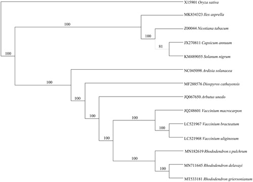Figure 1. Phylogenetic analysis based on protein-coding genes in plastid genomes by Neighbor-Joining with 1,000 replicates and Oryza sativa as out group.