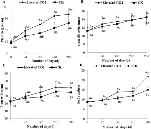 Figure 1. Effect of elevated CO2 on eggplant growth. Dynamics of plant height (A), stem diameter (B), plant width (C) and leaf numbers (D) of eggplant.Note: Bars represent mean values ± SD (n = 3) of triplicate repeats. Upper case letters in each panel indicate significant differences among samples by Student’s t-test at p < 0.01 and lower case letters indicate significant differences at p < 0.05.