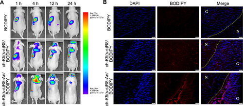 Figure 5. Intravital and postmortem organ imaging of BODIPY-labeled micelles in U251 tumor-bearing nude mice (A) Real-time in vivo fluorescence imaging of U251 tumor-bearing nude mice after intravenous injection of BODIPY or BODIPY-labeled micelles at 1, 4, 12, and 24 h. (B) Fluorescence microscopy images showed the distribution of BODIPY (red) in glioblastoma xenografts 4 h after intravenous injection of BODIPY or BODIPY-labeled micelles. Nuclei were stained with DAPI (blue). Scale bar is 50 µm. G: glioblastoma; N: normal brain tissue.