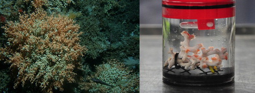 Figure 5. A, S. variabilis corals on a seamount on the Chatham Rise, New Zealand (NIWA Deep Towed Imaging System Image). B, Fragment of the deep-sea coral S. variabilis in a respiration chamber.