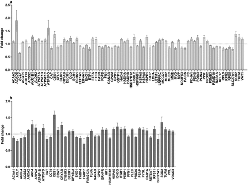 Figure 4. In-vitro proteomic changes in adipocytes at different time period. (a): Proteins significantly changed during GR. (b): Proteins significantly changed during RF after GR versus feeding. Dependent T-test was used for normal distributed variables, otherwise Wilcoxon test was used. P < 0.05 was considered significantly different. GR: glucose restriction, RF: refeeding.