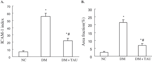 Figure 3. (A) ICAM-1 index in glomerulus, and (B) immunostaining area fraction of ICAM-1 in interstitium in NC, DM, and DM + TAU rats. Values are the mean ± SEM. *p < 0.01 vs. NC, #p < 0.01 vs. DM.