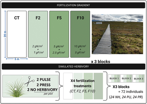 Figure 1. Nutrient addition gradient study with simulated herbivory experimental design in three blocks, each containing four 5 × 20 m fertilization plots (CT, F2, F5, and F10). Each fertilization plot has two no-herbivory (NH), two pulse (PU), and two press (PR) individual tussocks.