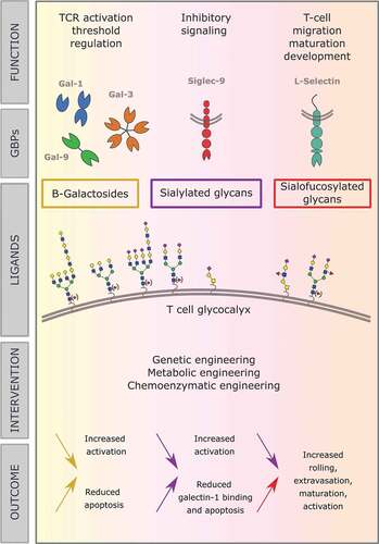 Figure 2. In this review, we discuss the role of different types of glycans decorating the surface of T cells, and their binding to GBPs and resulting functions. Central in the figure, several mammalian glycoforms that can occur on the T cell surface are shown. Above them, the GBPs that bind to them and the effects they have on T cells are outlined and below them we elaborate on the effects of therapeutic interventions on the glycan composition. The color of the arrows relates to the glycoforms, as indicated centrally in the figure, and the direction indicates decreased or increased expression of those glycoforms. The text next to the arrow then explains the effects on the T cell, resulting from the indicated changes in the glycoforms