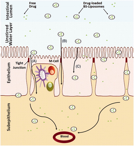 Figure 4. Schematic representation of the uptake of bile salts liposomes by intestinal epithelium after oral administration. (A) Uptake of the vesicles by M-cells in the Payer’s patch, (B) Transport of the vesicles through the paracellular pathway and (C) Transcellular uptake of vesicles through the enterocytes.