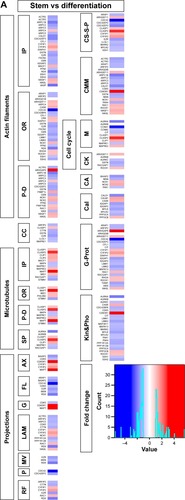 Figure 3 Transcriptomics and patient survival plots of cytoskeletal regulators.