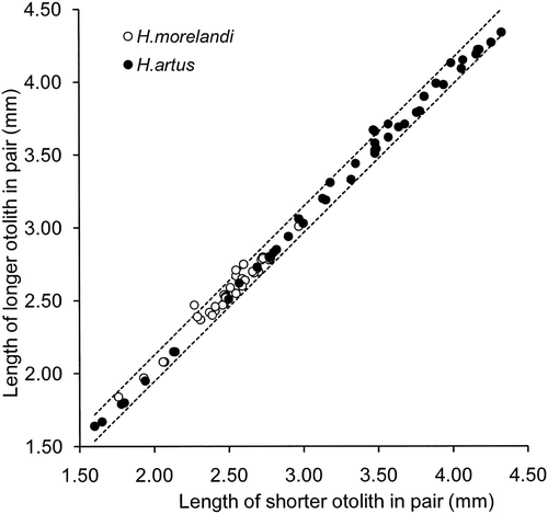 Figure 6 Variation in length within pairs of otoliths from 45 Hemerocoetes artus and 36 Hemerocoetes morelandi. The pair of lines delineate the 95% prediction interval around the linear regression through the origin for the combination of both species.