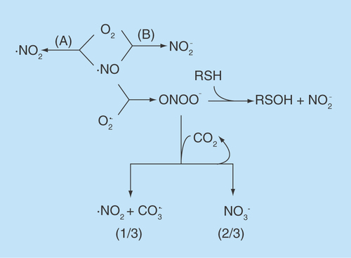 Figure 1.  The preponderant covalent reactions of •NO and progeny under biological conditions.Reactions not balanced chemically. (A) should be very minor except at very high (•NO), but could be more important in specific microenvironments; product may not be ‘authentic’ •NO2. (B) Mechanism(s) unknown; probably second most preponderant biological •NO reaction (behind O2Hb reaction).