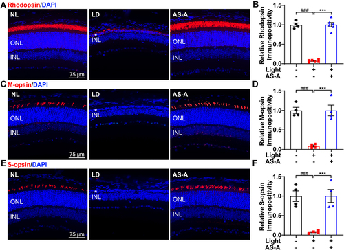 Figure 4 AS-A protects against bright light-induced obliteration of rod and cone photoreceptors. Eyes were enucleated from the indicated treatment groups 7 d after bright light exposure. (A, C, E) IHC examination of rhodopsin (A), M-opsin (C) and S-opsin (E) (in red) was performed. DAPI was counterstained to visualize the nuclei (in blue). (B, D, F) The immunopositivity of rhodopsin (B), M-opsin (D) and S-opsin (F) was quantified using ImageJ and presented as the relative immunopositivity against that from NL. White asterisk points to the impaired ONL. Data were expressed as mean±S.E.M (n=4-6 per group). ### Compared to that from NL, P<0.001; *** compared to that from LD, P<0.001.