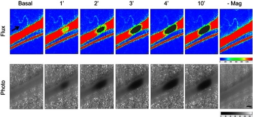 Figure 2 Magnetic capture of MNP and subsequent flow changes in microvessels. MNPs (5 mg/kg, 250 nm) were administered intra-arterially to the left cremaster muscle with an NdFeB magnet placed underneath. MNP accumulation 1 to 14 mins after administration is illustrated as flux and photo images. The arrow in the flux images indicates the flow direction of the adjacent vessel. Representative capture of MNP in a microvessel with time were observed, followed by removal of the magnet (-Mag) 14 mins after MNP administration. Scale bar indicates 0.3 μm.