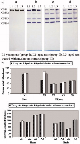 Figure 1. (A) Effect of extract of mushroom (Pleurotus ostreatus) on xanthine dehydrogenase (XDH) isozymes in (a) liver, (b) kidney, (c) heart and (d) brain tissues of aged rats. (B) Densitometric pattern of XDH isozymes (X1-XDH1, X2-XDH2, X3-XDH3 and X4-XDH4).