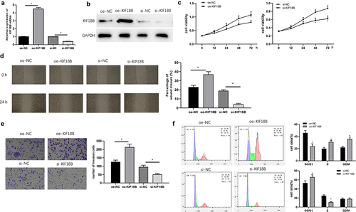 Figure 4. KIF18B enhances cell proliferation, migration, invasion, and activates cell cycle of GC. After overexpression or inhibition of KIF18B expression, KIF18B mRNA and protein levels were evaluated by qRT-PCR (a) and Western blot (b). Cell proliferative, migratory, invasive abilities and cell cycle changes were tested by MTT (c), wound healing (d), transwell (e) and FCM (f) assays, respectively. * P< 0.05.