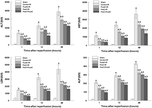 Figure 2. Activity of ALT, AST, LDH, and ALP in hepatic tissue during reperfusion (mean ± SD, n = 7) ((a) p < 0.05 when compared with the sham group; (b) p < 0.05 when compared with the control-IR group).