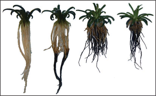 Figure 2 Roots become shorter and iron coatings thicker on Lobelia roots exposed from left to right to increasing levels of organic matter (from 0.2 to 3.4 % of dry weight) and potential oxygen consumption rates (from 1.1 to 24.0 µg O2 ml−1 sediment h−1) for 16 weeks.Citation10