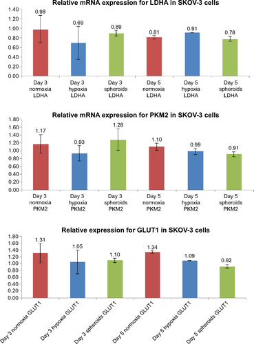 Figure S3 Comparative analysis of glycolytic marker expression profiles in a two-dimensional SKOV-3 ovarian cancer cell culture and in three-dimensional spheroids.Notes: mRNA expression levels of each gene were normalized to the respective β-actin band intensity. The values are reported as the mean ± standard deviation calculated for n=3. The samples correspond to day 3 normoxic samples, day 5 normoxic samples, day 3 hypoxic samples, and day 5 hypoxic samples.Abbreviations: GLUT1, glucose transporter 1; LDHA, lactate dehydrogenase A; PKM2, pyruvate kinase isoform M2.