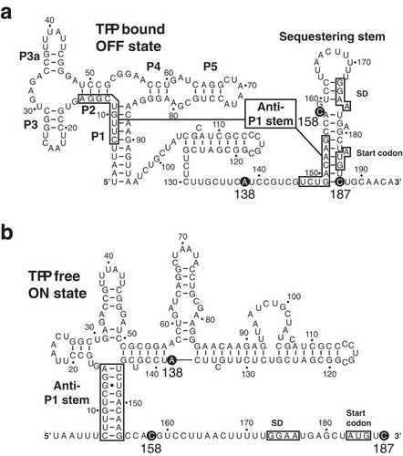 Figure 1. Structure of the thiC riboswitch.Secondary structures of the thiC riboswitch representing the TPP-bound (A) and the TPP-free (B) states[Citation9]. Transcriptional pause sites are indicated by black circles[Citation9]. The nomenclature of the helical domains is based on a previous study[Citation23].