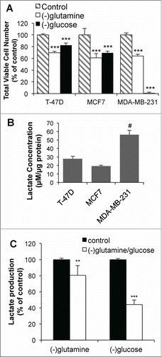 Figure 4. T-47D and MDA-MB-231 cells are metabolically distinct. (A) Viable cell number after 72 hr growth in glucose or glutamine deficient media. (B) Extracellular lactate production over 24 hr for different breast cancer cell lines. (C) Lactate production in MDA-MB-231 cells over 16 hr with glutamine or glucose deprivation. **P < 0.01 ***P < 0.001 vs control; # P < 0.001 vs T-47D and MCF7.