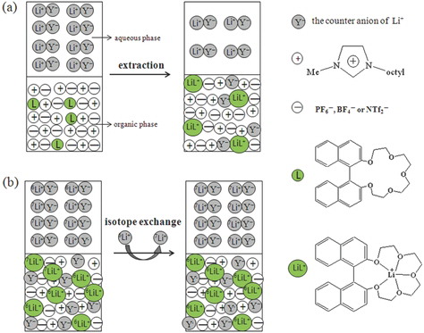 Figure 3. Illustration of the mechanism of (a) the reaction between LiY(aq) and L(org) and (b) the isotope exchange reaction between 6Li+(aq) and 7Li+(aq).