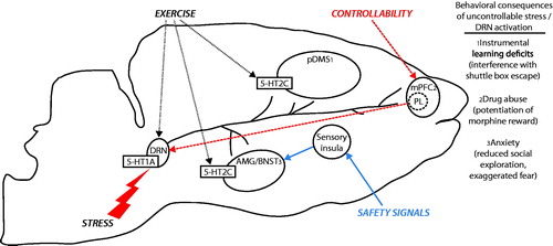 Figure 2. Stress protective neurocircuits. Exposure to an aversive, uncontrollable stressor, excessively activates serotonin (5-HT) neurons in the dorsal raphe nucleus (DRN), leading to desensitization of 5-HT1A inhibitory autoreceptors located on DRN 5-HT neurons. 5-HT1A autoreceptor desensitization removes an important source of inhibitory control over DRN activity, such that DRN 5-HT neurons respond to subsequent challenge with excessive 5-HT release in DRN projection sites. During behavioral testing, extracellular 5-HT in the (1) dorsal striatum (pDMS) interferes with instrumental escape behavior through a mechanism involving 5-HT2C receptors (5-HT2C), (2) medial prefrontal cortex (mPFC) potentiates rewarding effects of abusive drugs, and (3) basolateral amygdala (AMG) elicits fear and anxiety, with anxiety mediated by 5-HT2C activity. Stress-resistant manipulations that prevent the behavioral consequences of uncontrollable stress act through distinct, yet converging mechanisms. Behavioral control over stress (heavy dashed red lines) recruits top-down inhibitory control over DRN 5-HT activity during stress through projections from the prelimbic cortex (PL). Safety signals (blue line) inhibit excessive fear and anxiety elicited by uncontrollable stress through a mechanism involving projections from the sensory insular cortex to the bed nucleus of the stria terminalis (BNST). Habitual exercise (light dotted black line) produces plasticity in the 5-HT system; including an increase in 5-HT1A autoreceptor expression in the DRN and reduced sensitivity of 5-HT2C in the pDMS and AMG. These mechanisms for stress resistance and resilience provide insight into how controllability, safety learning, and exercise could help protect individuals against genetic (5-HT1A, 5-HT transporter) or environmental (early life stress, exposure to trauma) vulnerabilities to stress-related psychiatric disorders.