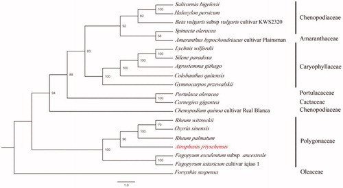 Figure 1. The phylogenetic tree based on seven complete chloroplast genome sequences. Accession numbers: Rheum palmatum (KR816224), Rheum wittrockii (KY985269), Oxyria sinensis (KX774248), Fagopyrum tataricum (KX085498), Faopyrum esculentum (EU254477), Forsythia suspense (MF579702), Chenopodium quinoa (CM008430), Haloxylon persicum (NC027669), Spinacia oleracea (AJ400848), Beta vulgaris (KR230391), Amaranthus hypochondriacus (NC030770), Salicornia bigelovii (NC027226), Portulaca oleracea (NC036236), Carnegiea gigantean (NC027618), Colobanthus quitensis (NC028080), Silene paradoxa (NC023360), Agrostemma githago (NC023357), Gymnocarpos przewalskii (NC036812), Lychnis wilfordii (NC035225).