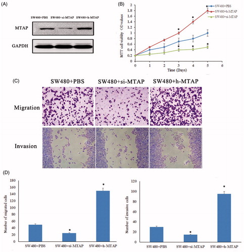 Figure 2. MTAP accelerated tumour cell proliferation and migration. (A) Successful construction of MTAP high expressed and low expressed in SW40 cells; (B) the proliferation ability of MTAP-high-expressed and low-expressed cells were detected by MTT assay; (C and D) the migration and invasive ability of MTAP high-expressed and low-expressed cells were detected. *indicated p < .05.