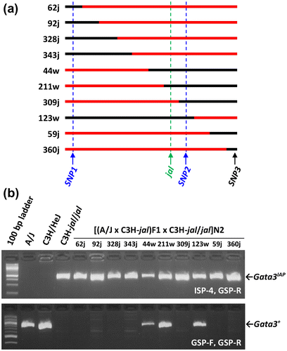 Figure 4. Gata3IAP and jal are meiotically inseparable among a panel of 374 backcross mice. (a) Ramirez et al. (Citation2013) described the production of a panel of 374 backcross mice from a cross of (A/J x C3H/HeJ-jal/J)F1 females with C3H/HeJ-jal/J mutant males. These panel members segregated for jal and for various other markers on proximal Chromosome 2. Here, the most salient 10 members of that panel (i.e., those with crossovers nearest the jal mutation) are each represented by a line that depicts the region of Chr 2 between markers SNP1 (officially designated rs27112885) and SNP3 (a.k.a. rs27100936) that was inherited from their F1 parent. A/J-derived sequences are drawn in black, and C3H-derived sequences are drawn in red. Each recombinant is identified by its pedigree number, followed by a letter to indicate its phenotype as wild type (w) or mutant (j). Six crossovers (found in recombinants 62, 92, 328, 343, 44, and 211) lie telomeric to SNP1 but centromeric to jal; one crossover (found in recombinant 309) lies telomeric to jal but centromeric to SNP2 (a.k.a. rs27131571). Thus, jal must lie between SNP1 and SNP2, an interval that includes only one gene known to be expressed in skin, Gata3. Official SNP designations are from dbSNP Build 142 (Ensembl Mouse Genome Server, Citation2016; Mouse Genome Database, Citation2016). (b) Recombinant DNA samples from the panel described by Ramirez et al. (Citation2013) and controls were characterized for the presence of none, one, or two copies of Gata3IAP. All recombinants that were phenotypically mutant were homozygous for Gata3IAP, and the wild-type recombinants, heterozygous jal/+, were heterozygous for Gata3IAP/Gata3+. Co-segregation of Gata3IAP and jal in this backcross suggests that they are very close or identical.