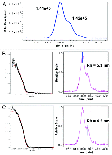 Figure 11. (A) SEC-Static Light scattering data of mAb1 showing similar MW of monomer and a shoulder species observed in mAb-1. SEC QELS data of mAb1 showing: (B) native monomer species with expected hydrodynamic radius of 5.3 nM, and (C) later eluting shoulder species with one HC succinimide 105 with a smaller hydrodynamic radius of 4.2 nM.